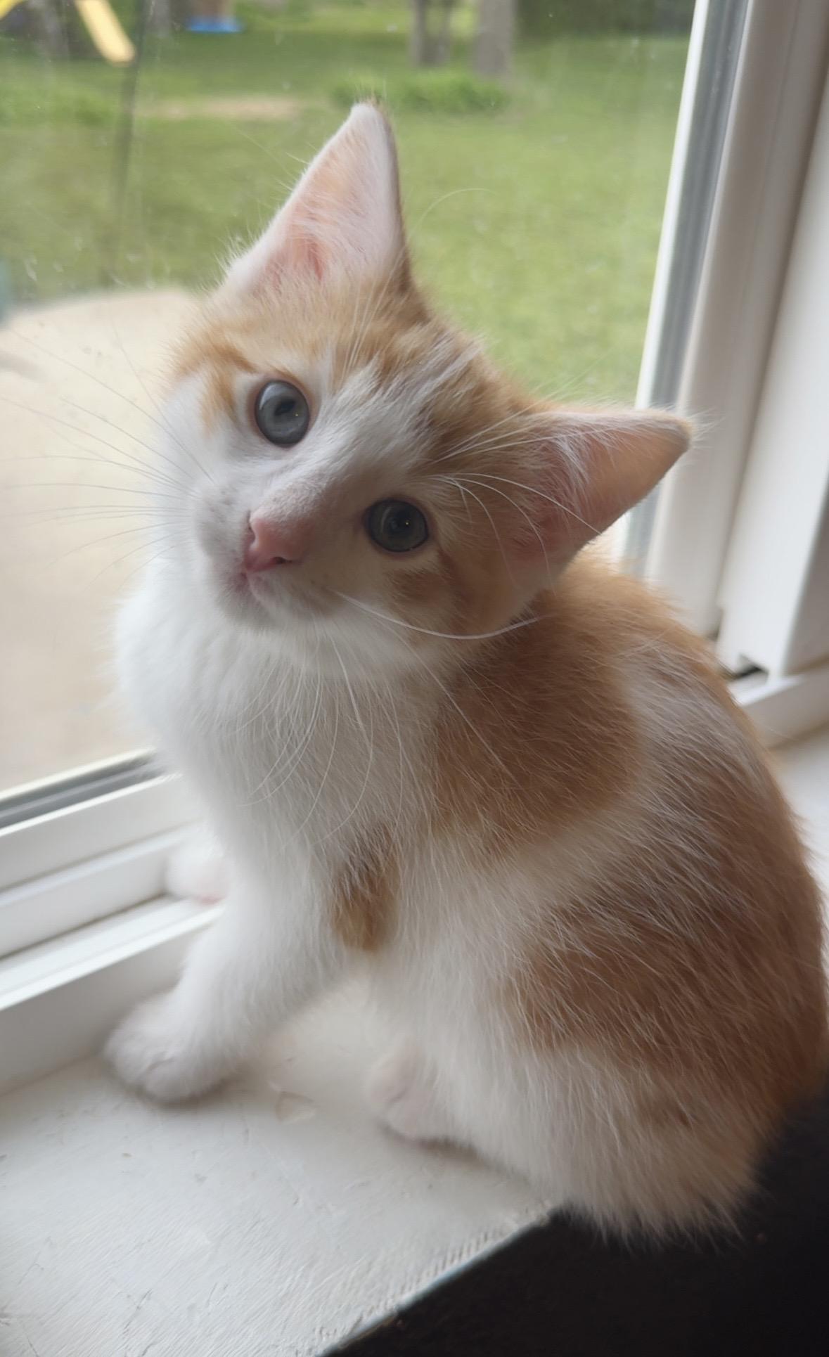 Fox, adopted, Kitten Male Domestic Short Hair.