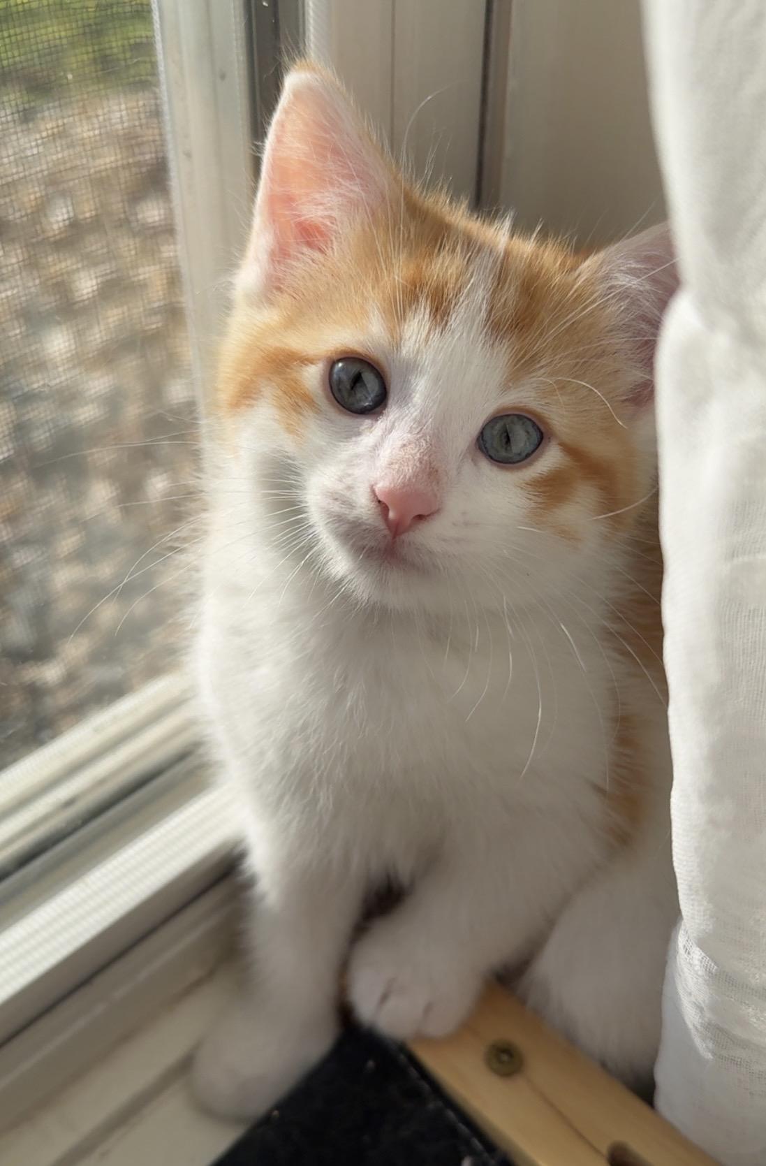 Fox, an adopted Domestic Short Hair in Mason City, IA image 2/3