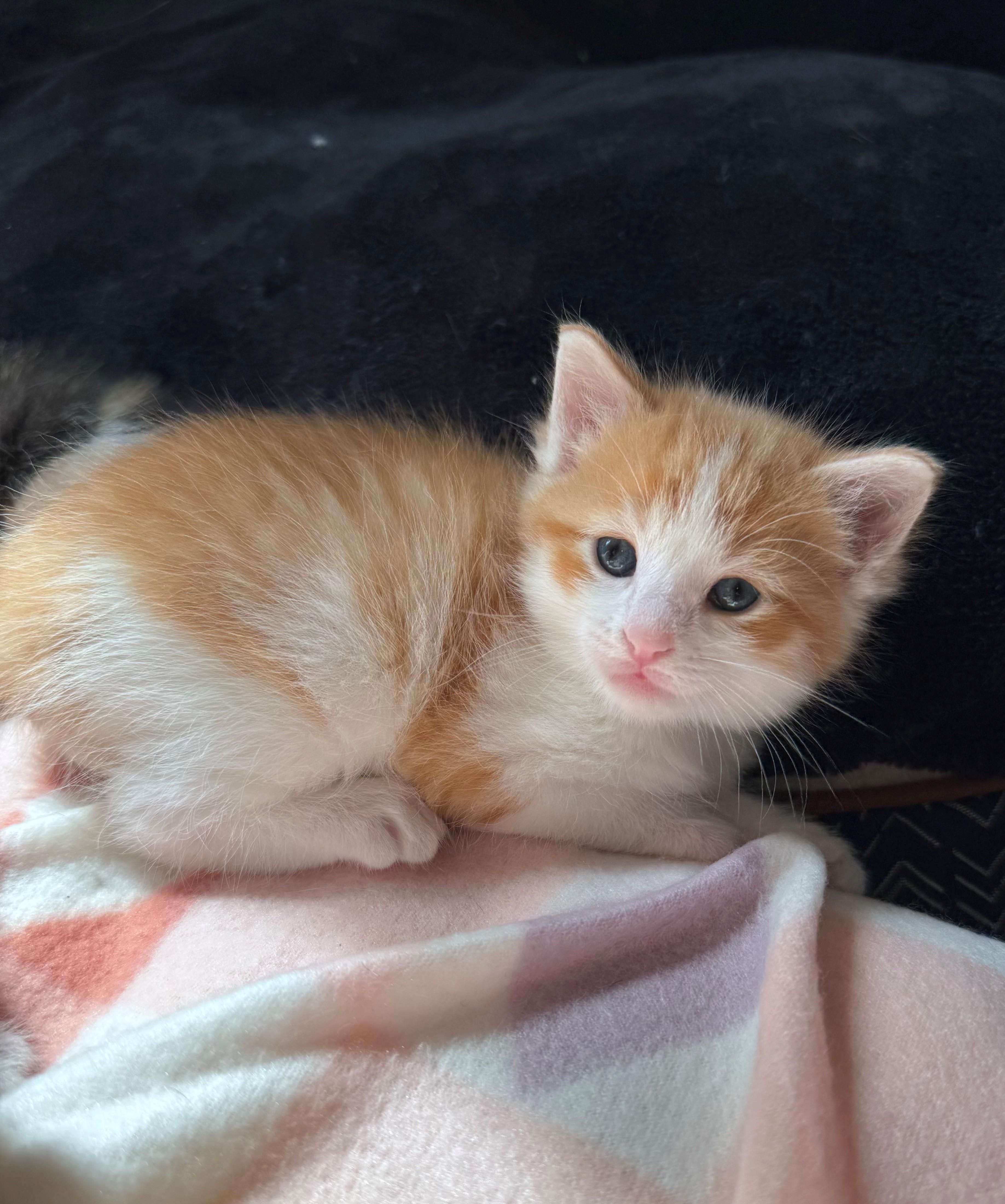 Fox, an adopted Domestic Short Hair in Mason City, IA image 3/3