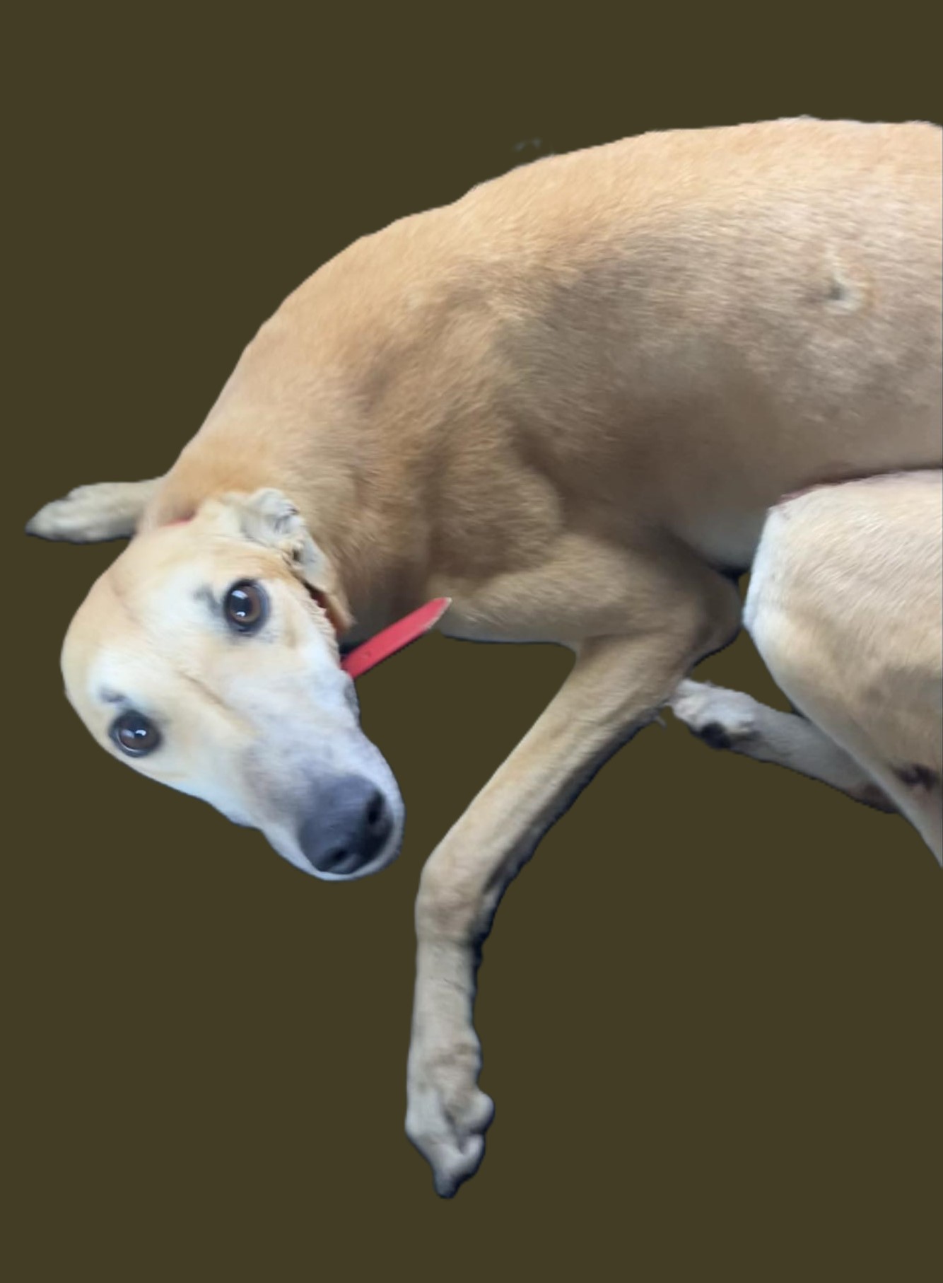 Dog for adoption Relax or Riley, a Greyhound in Belleville, MI