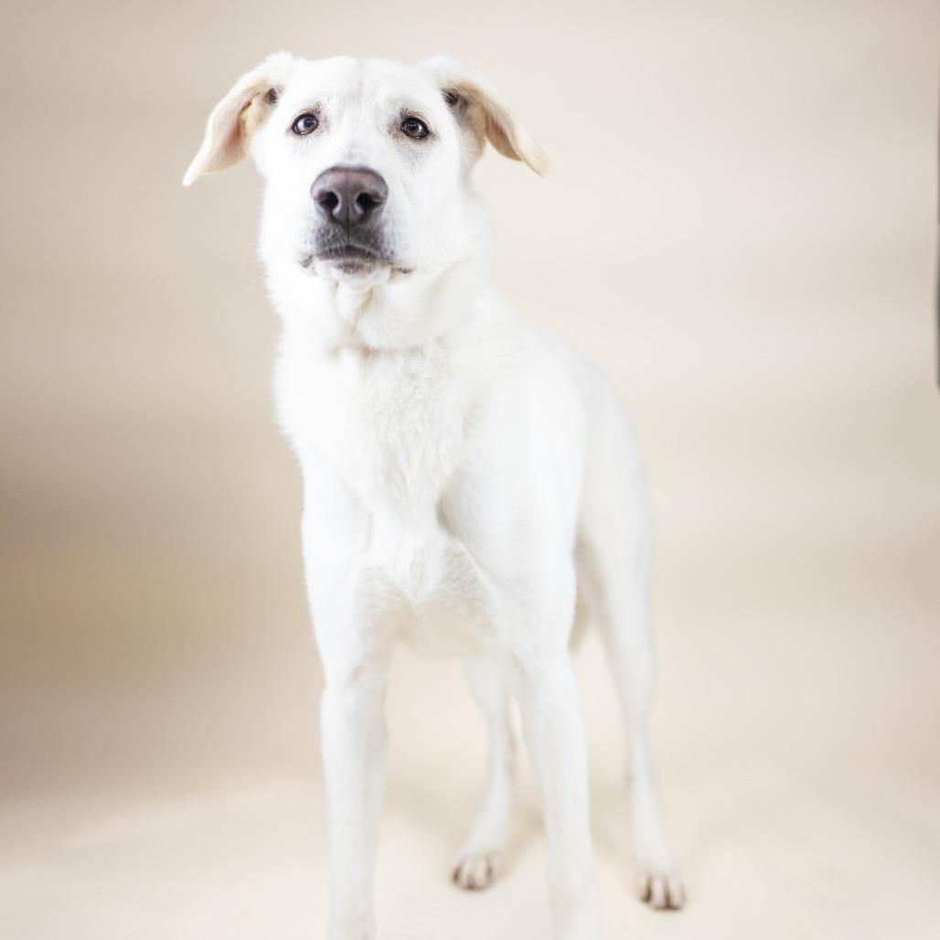 Baylie, Adoptable, Young Male Mixed Breed.