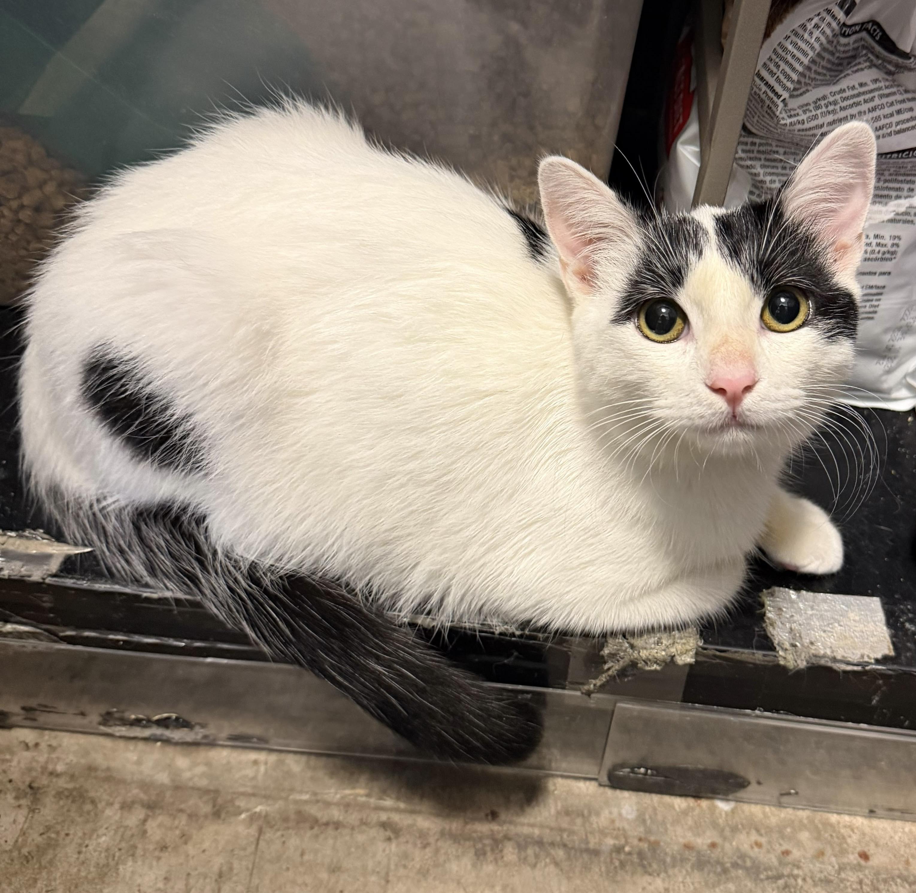 Enlarge Sam, a Adoptable Tuxedo in Woodinville, WA image 3/5