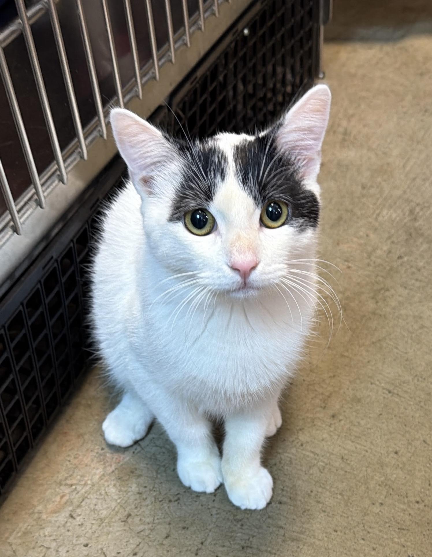 Enlarge Sam, a Adoptable Tuxedo in Woodinville, WA image 2/5