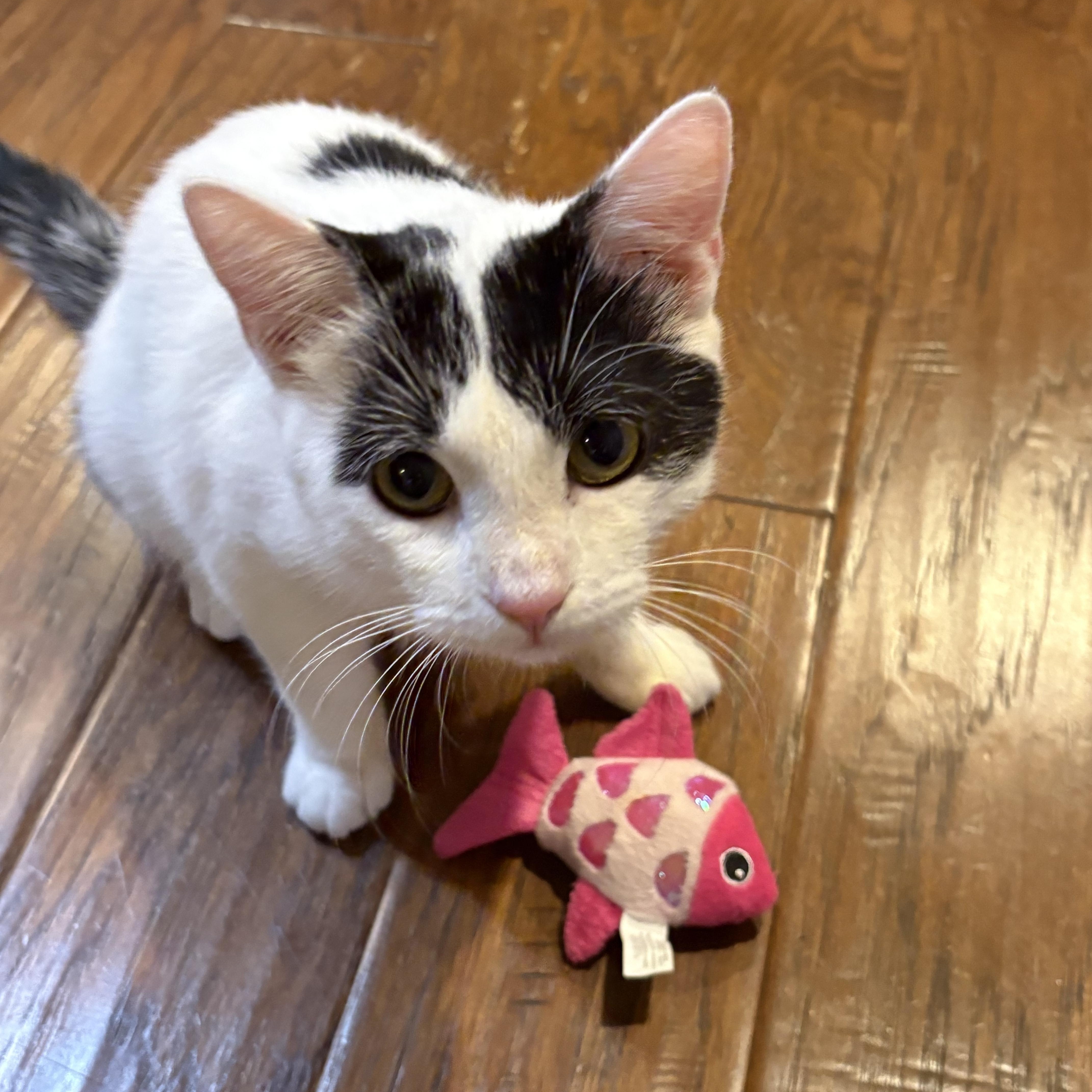Enlarge Sam, a Adoptable Tuxedo in Woodinville, WA image 4/5