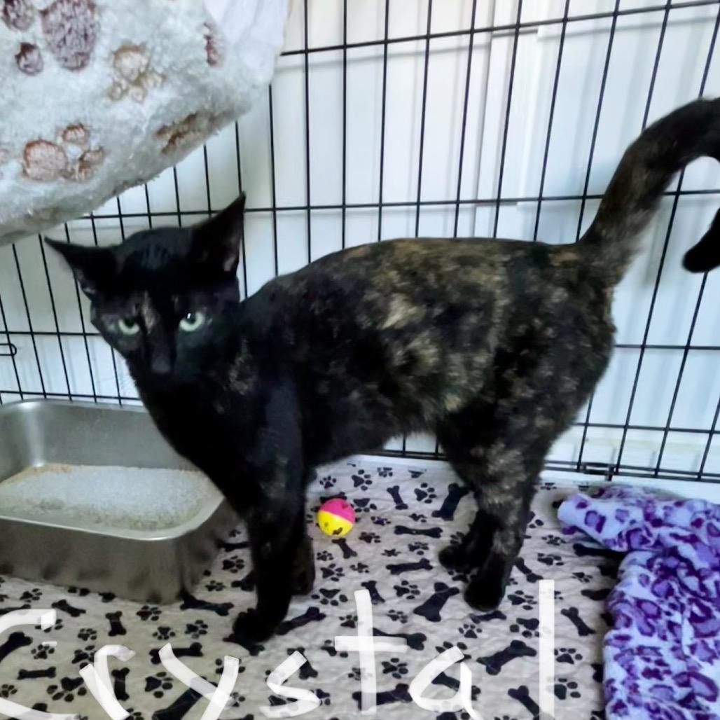 Enlarge Crystal, a Adoptable Domestic Short Hair in Othello, WA image 1/1