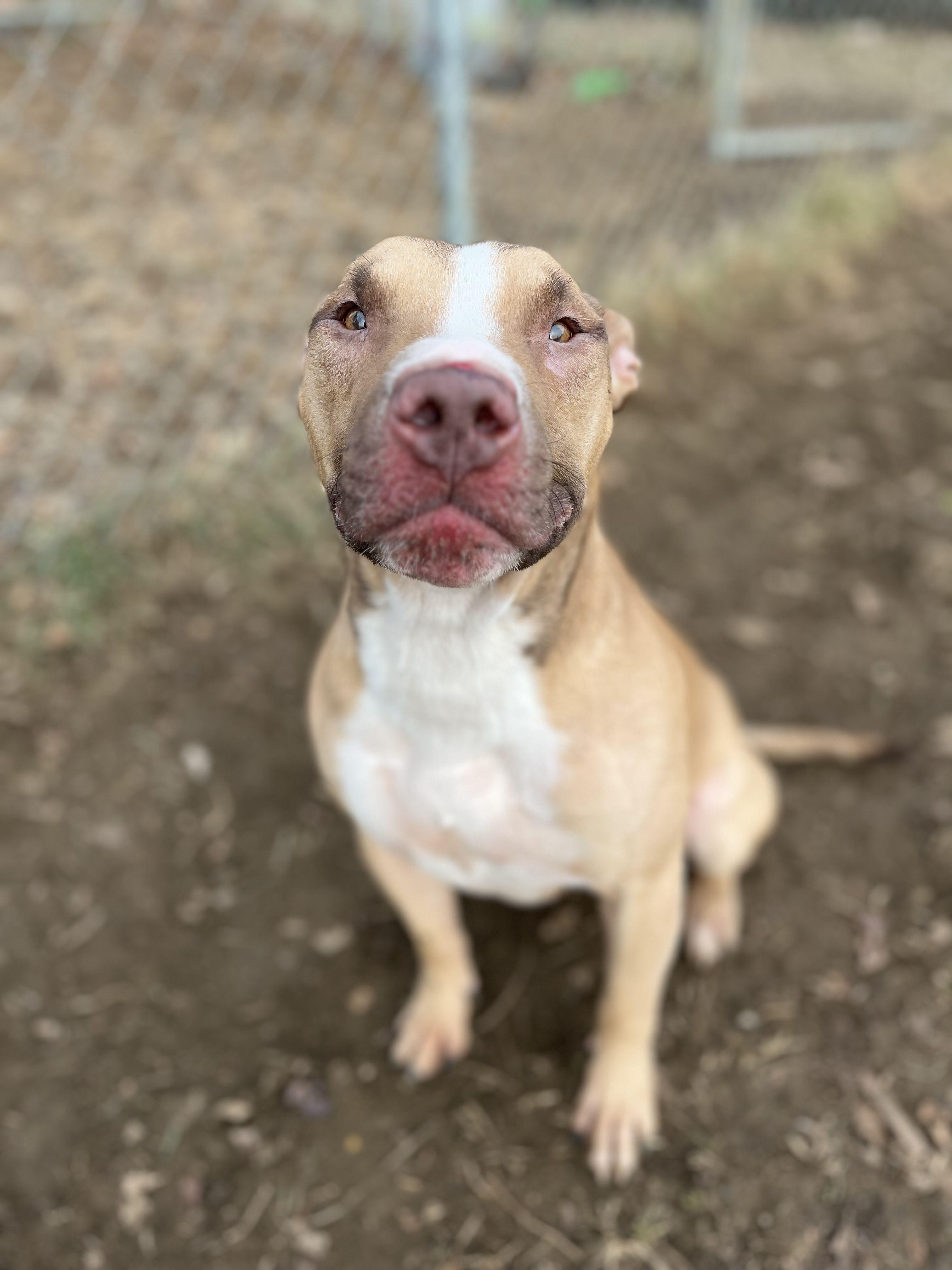 Houdini, a ADOPTABLE mixed breed in Mishawaka, IN image 4/6