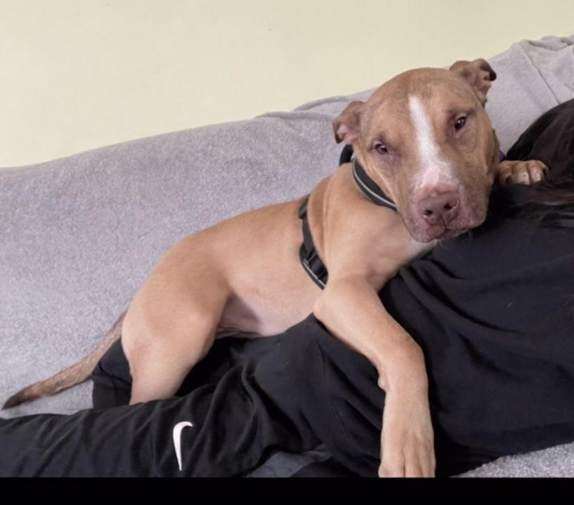 Houdini, a ADOPTABLE mixed breed in Mishawaka, IN image 5/6