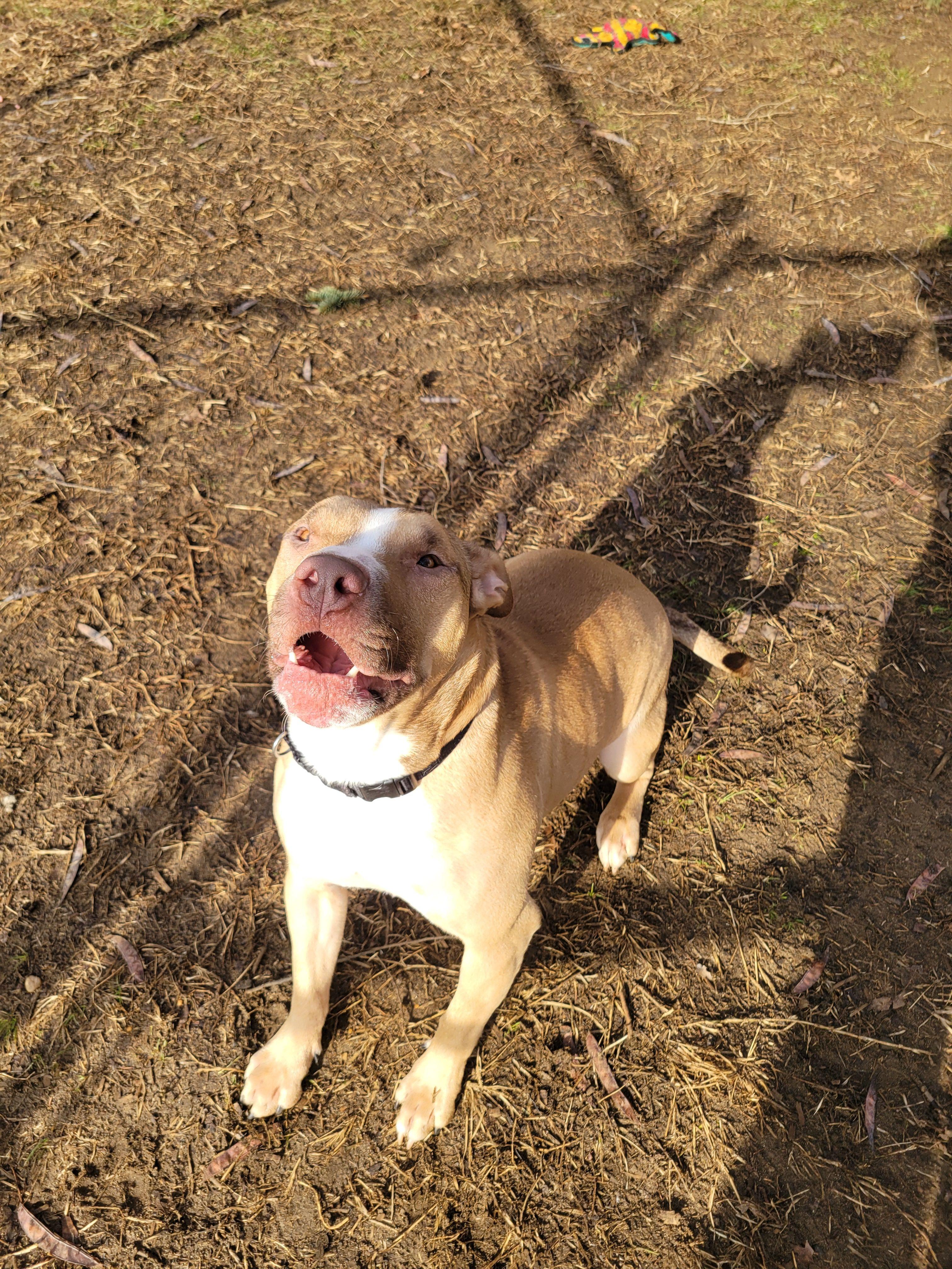 Houdini, ADOPTABLE, Adult Male Mixed Breed.