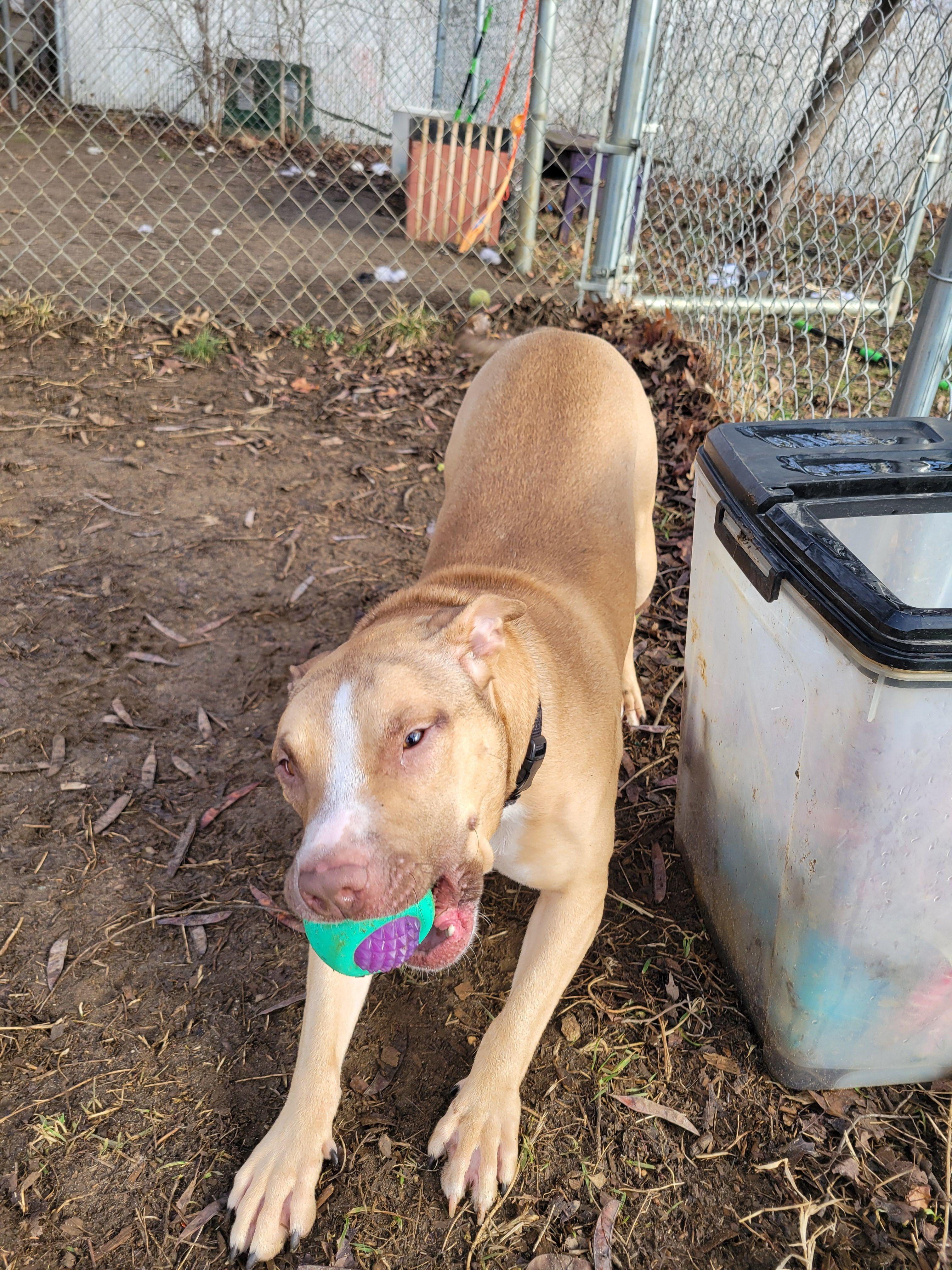 Houdini, ADOPTABLE, Adult Male Mixed Breed.