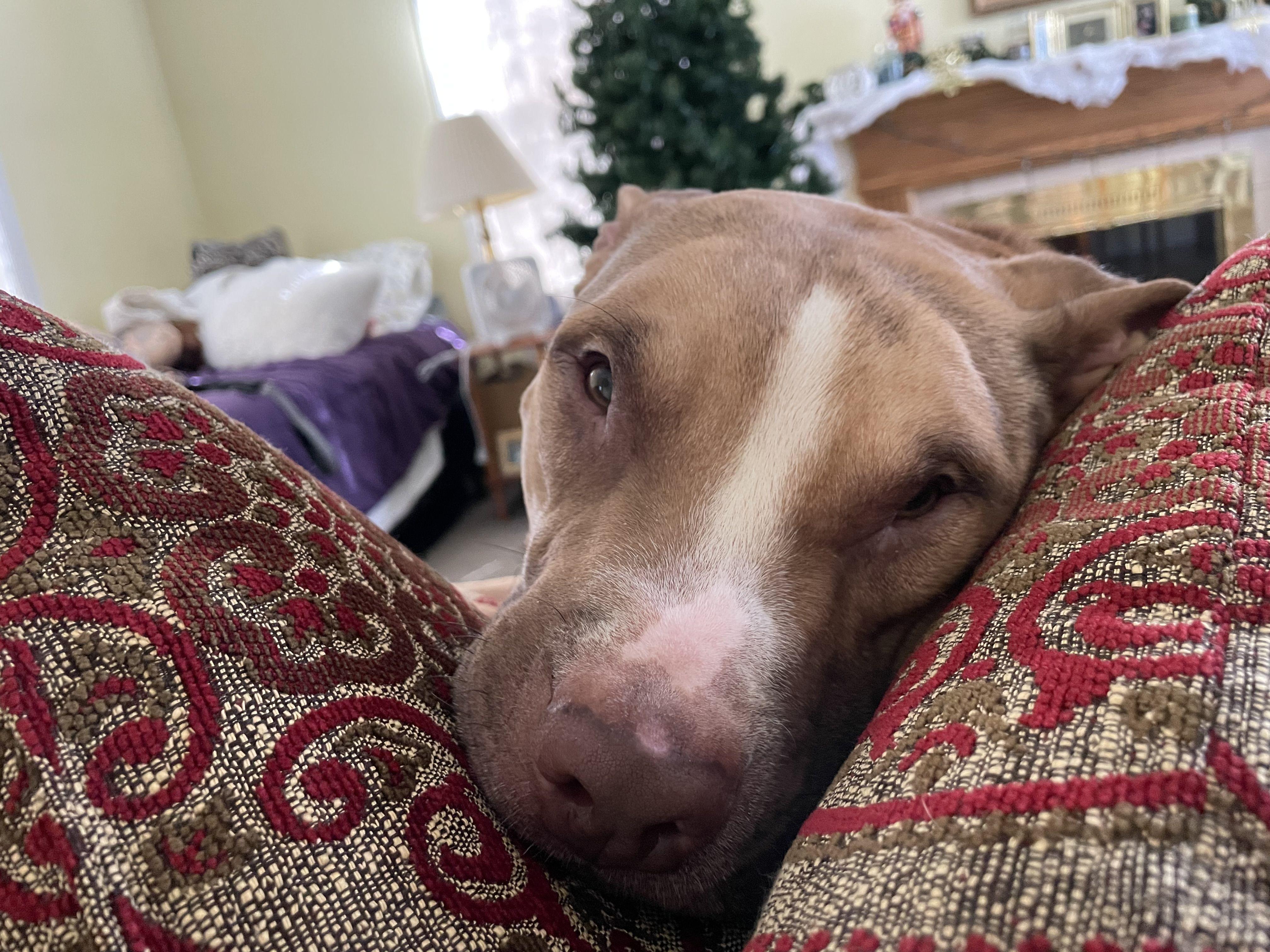 Houdini, a ADOPTABLE mixed breed in Mishawaka, IN image 6/6