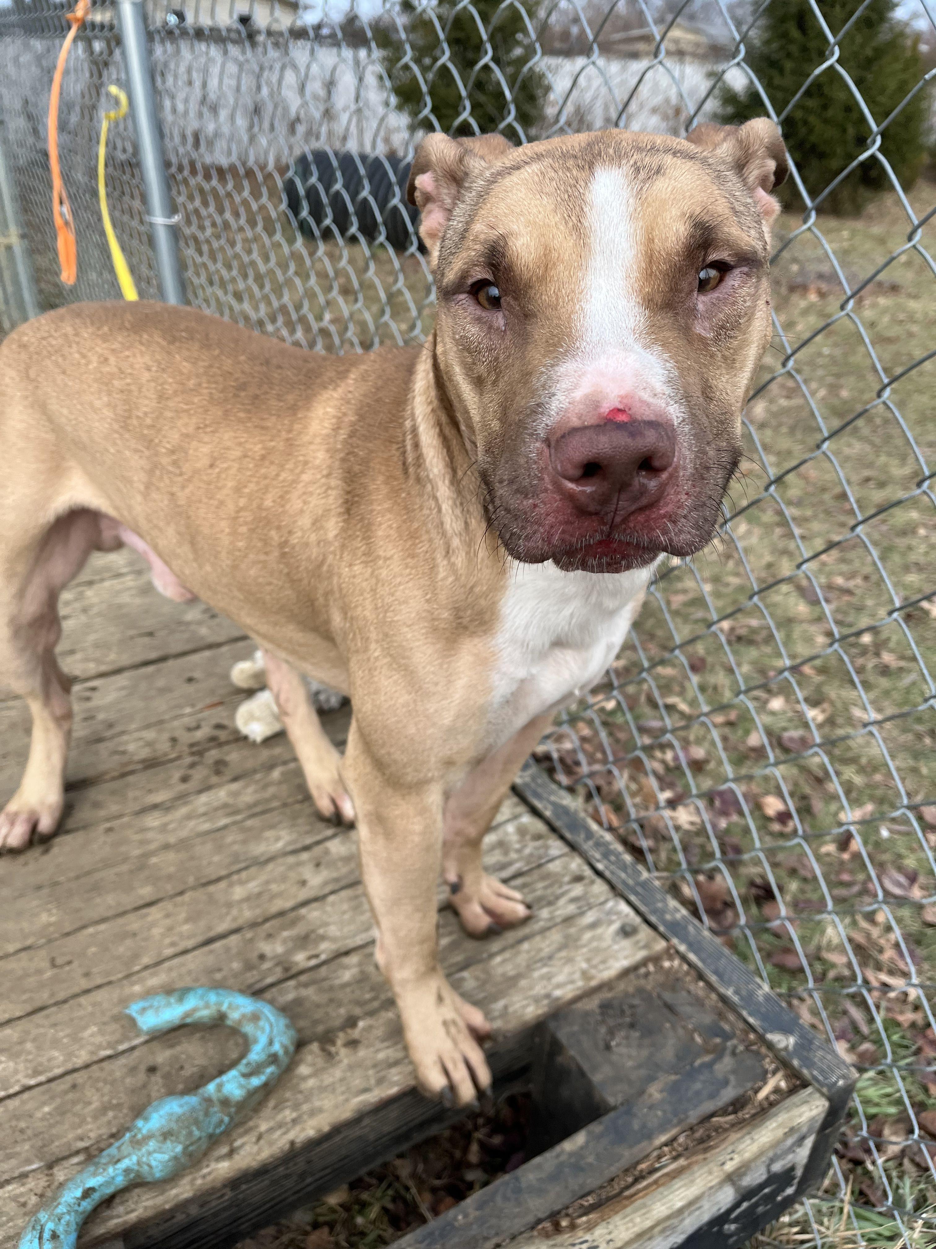 Houdini, a ADOPTABLE mixed breed in Mishawaka, IN image 2/6