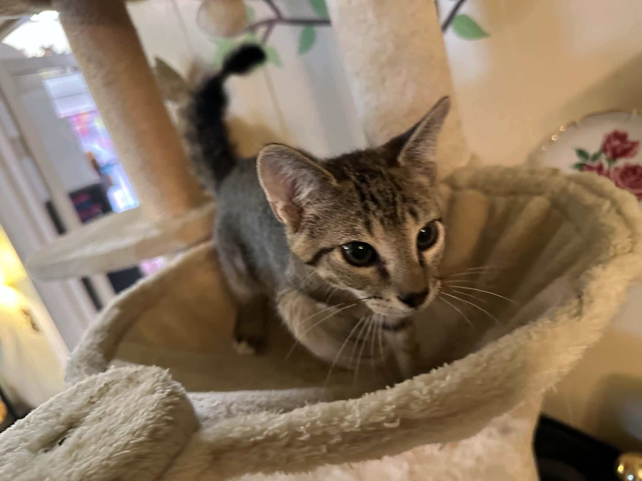 Enlarge Hootie, a ADOPTABLE Tabby in Waxahachie, TX image 3/5