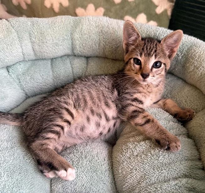 Enlarge Hootie, a ADOPTABLE Tabby in Waxahachie, TX image 1/5