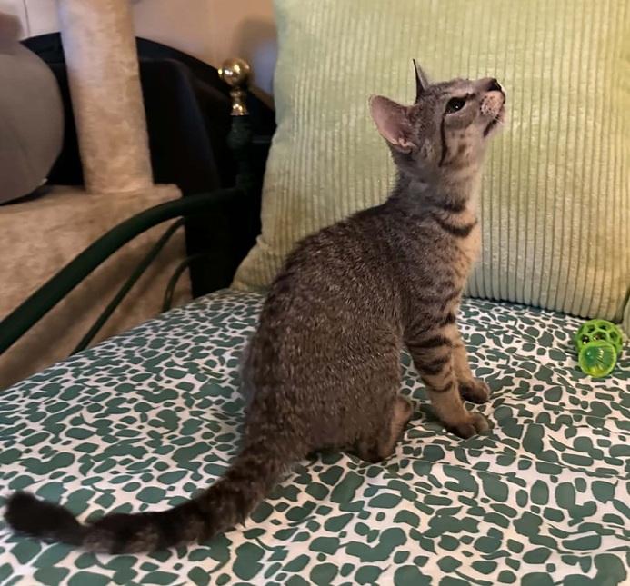 Enlarge Hootie, a ADOPTABLE Tabby in Waxahachie, TX image 2/5