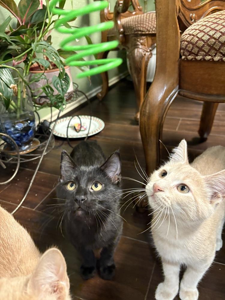 Toothless — thumbnail 2