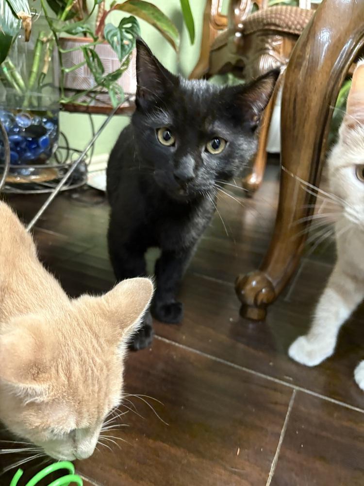 Toothless — thumbnail 3