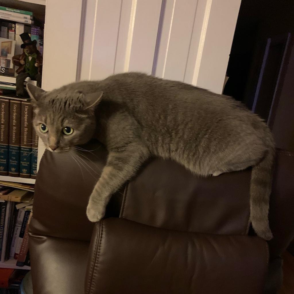 Cecelia Kent — thumbnail 2