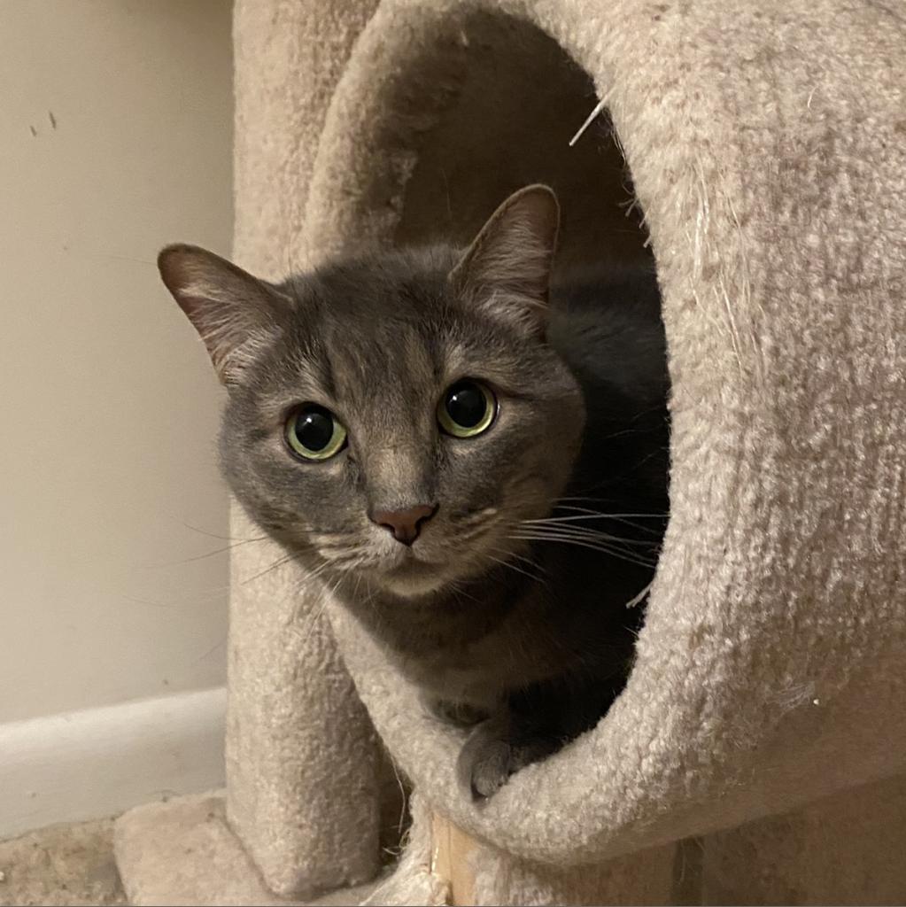 Cecelia Kent — thumbnail 5