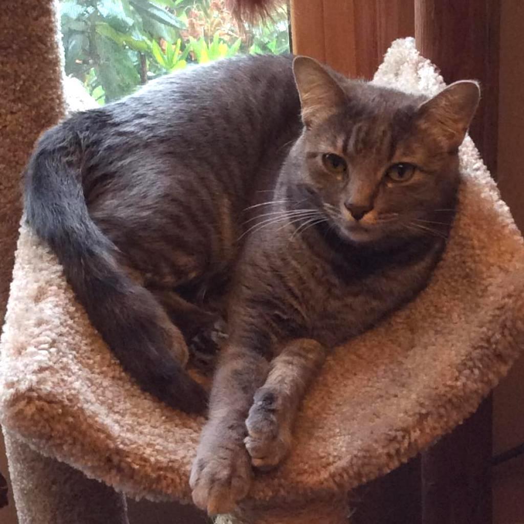 Cecelia Kent — thumbnail 6