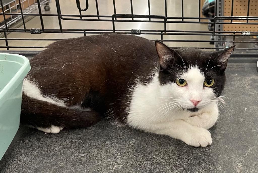 Tiny, Adoptable, Young Female Domestic Short Hair.