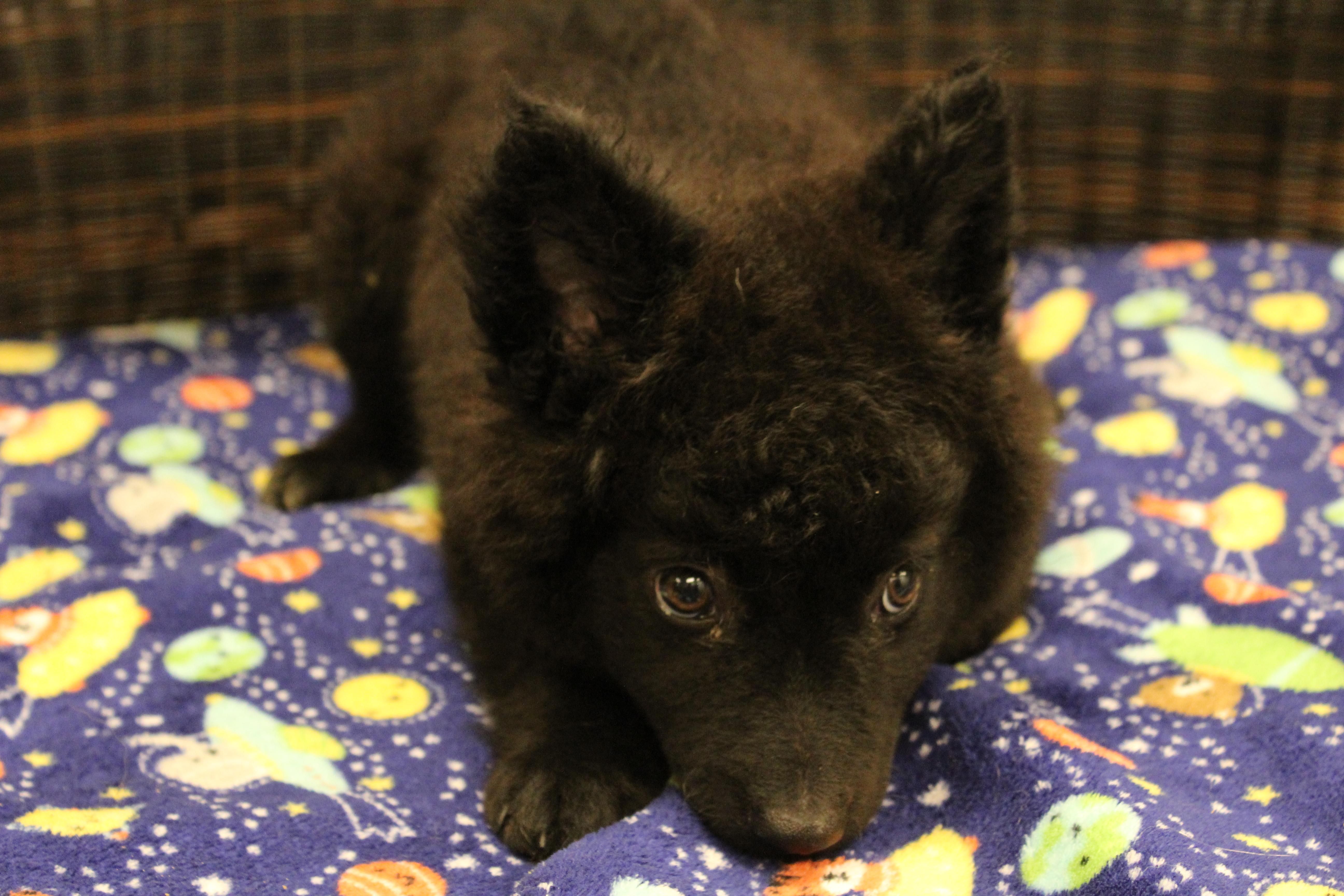 Fiona, adopted, Puppy Female Cattle Dog & Pomeranian.