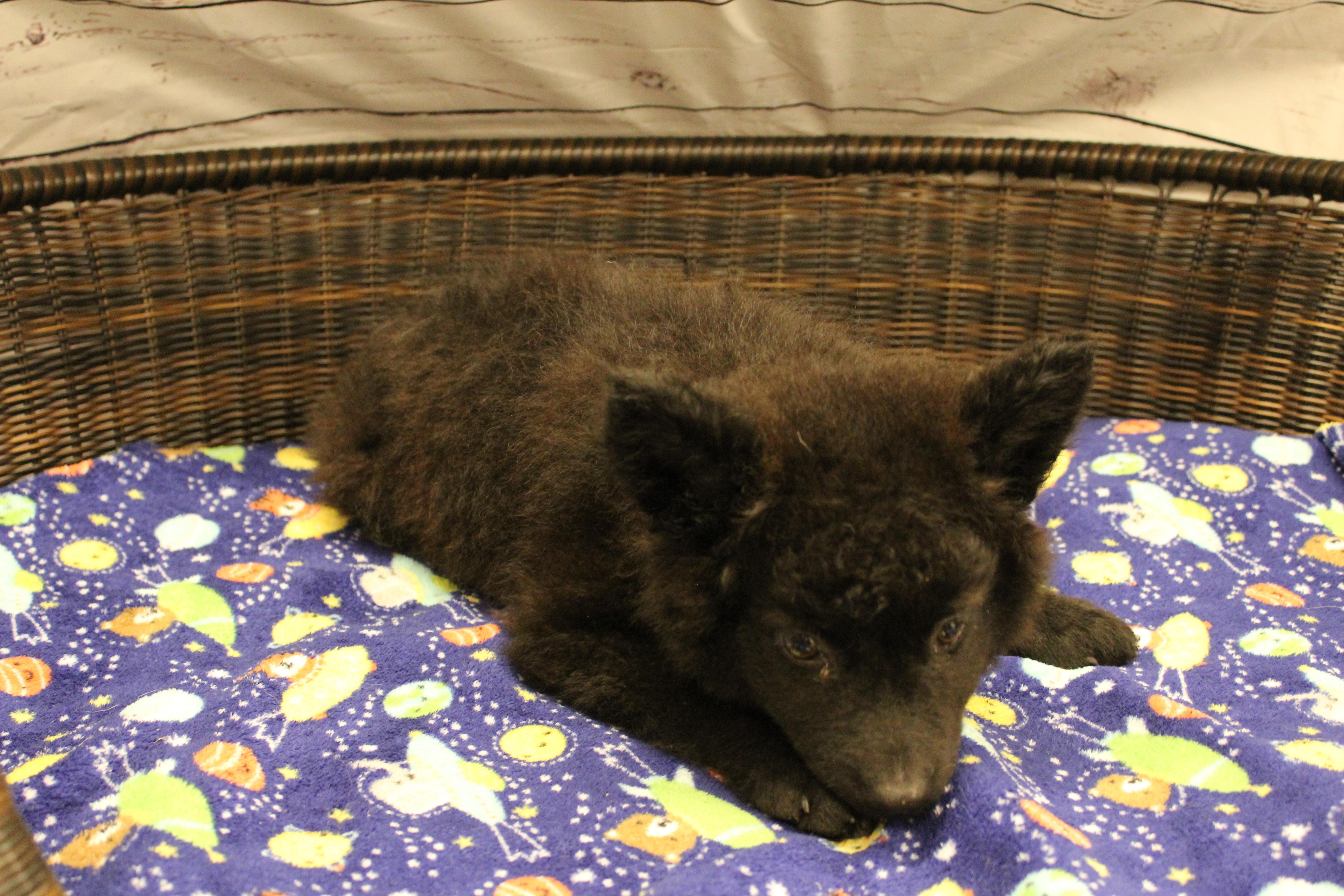 Fiona, an adopted mixed breed in Neillsville, WI image 2/4