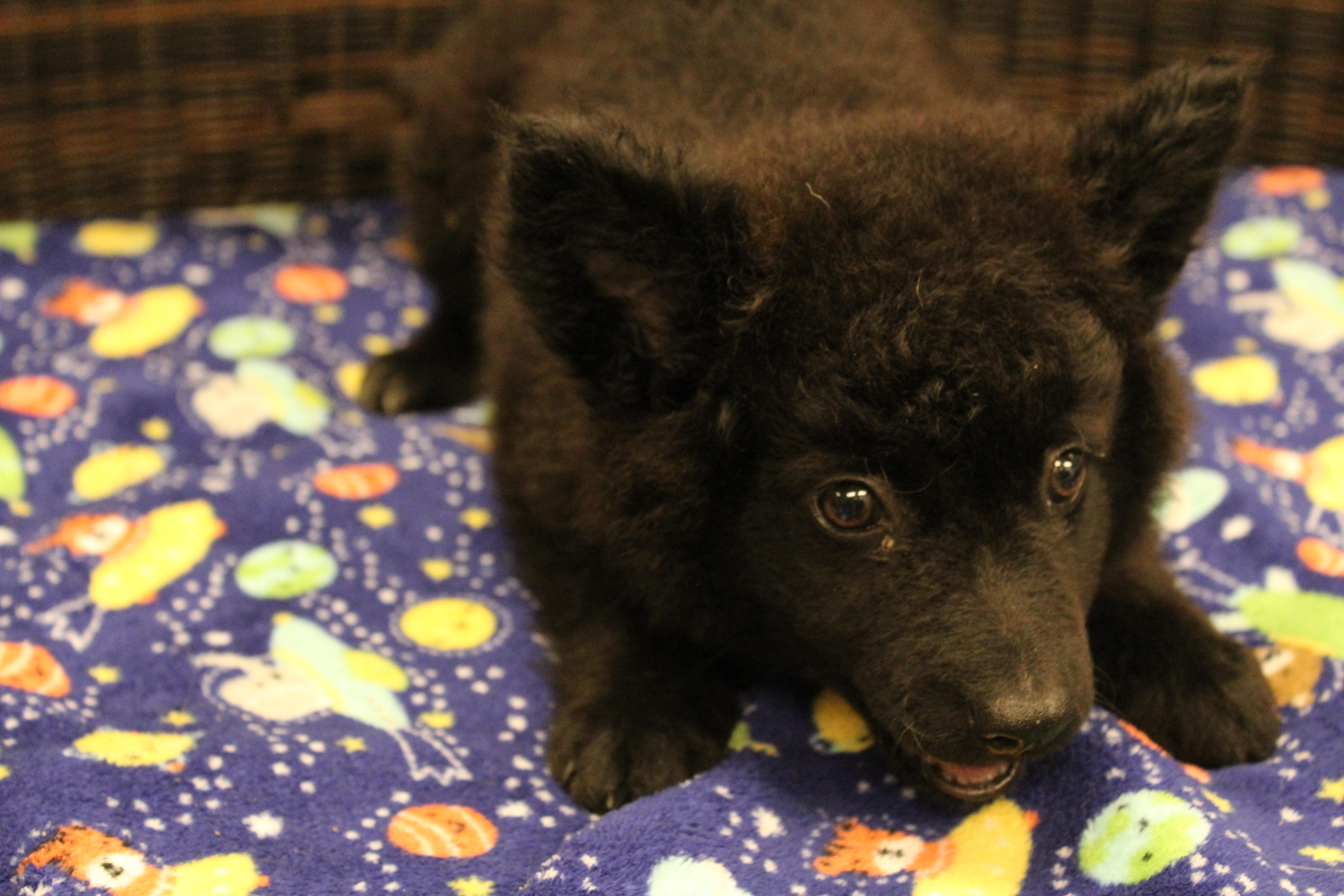 Fiona, an adopted mixed breed in Neillsville, WI image 3/4