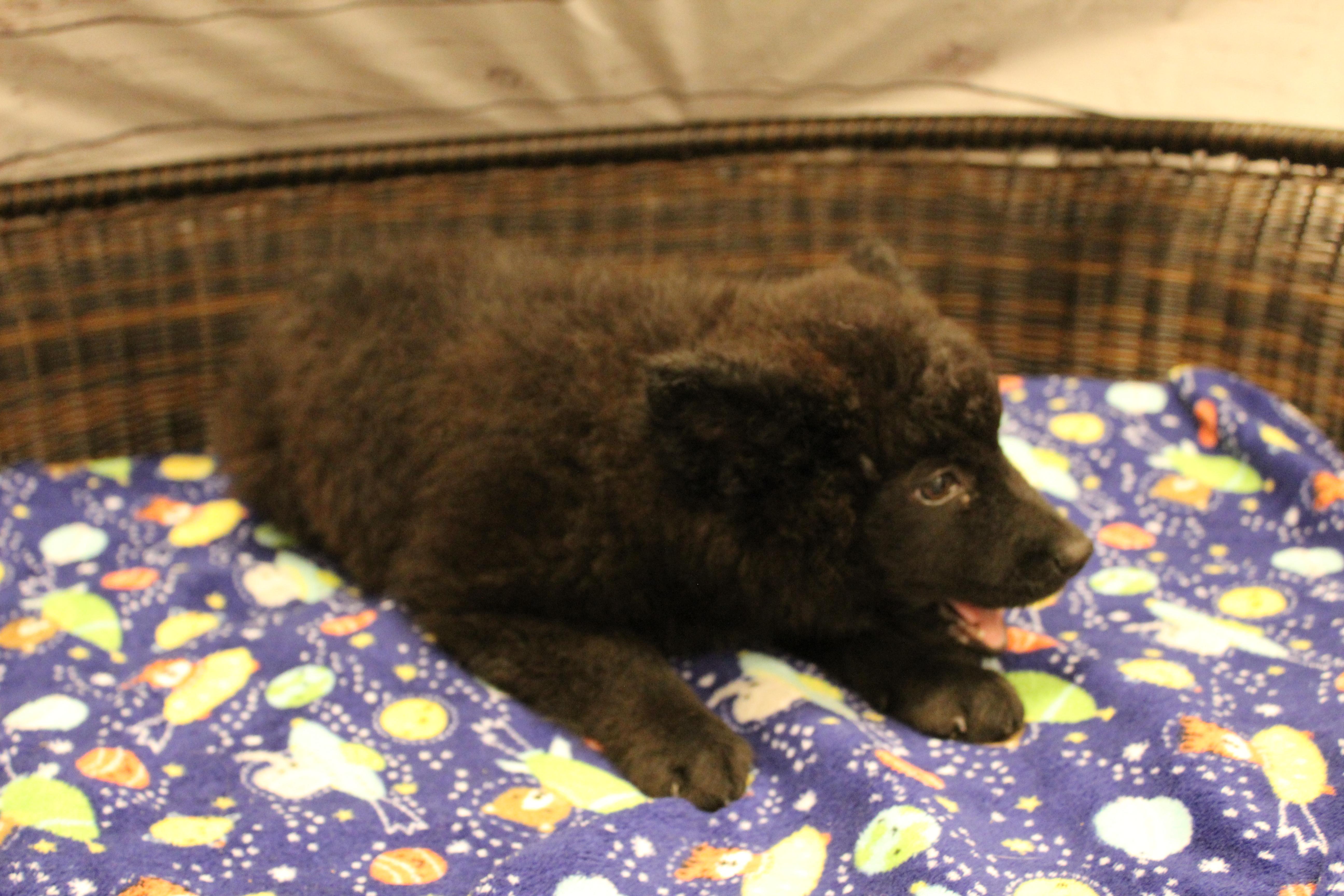 Fiona, an adopted mixed breed in Neillsville, WI image 4/4