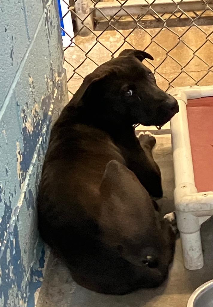 Enlarge Mister Pepper, a Adoptable mixed breed in Lockhart, TX image 1/1