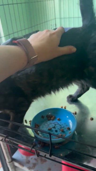 Enlarge Nochelina, a Adoptable Domestic Short Hair in Windsor Locks, CT video 6/6