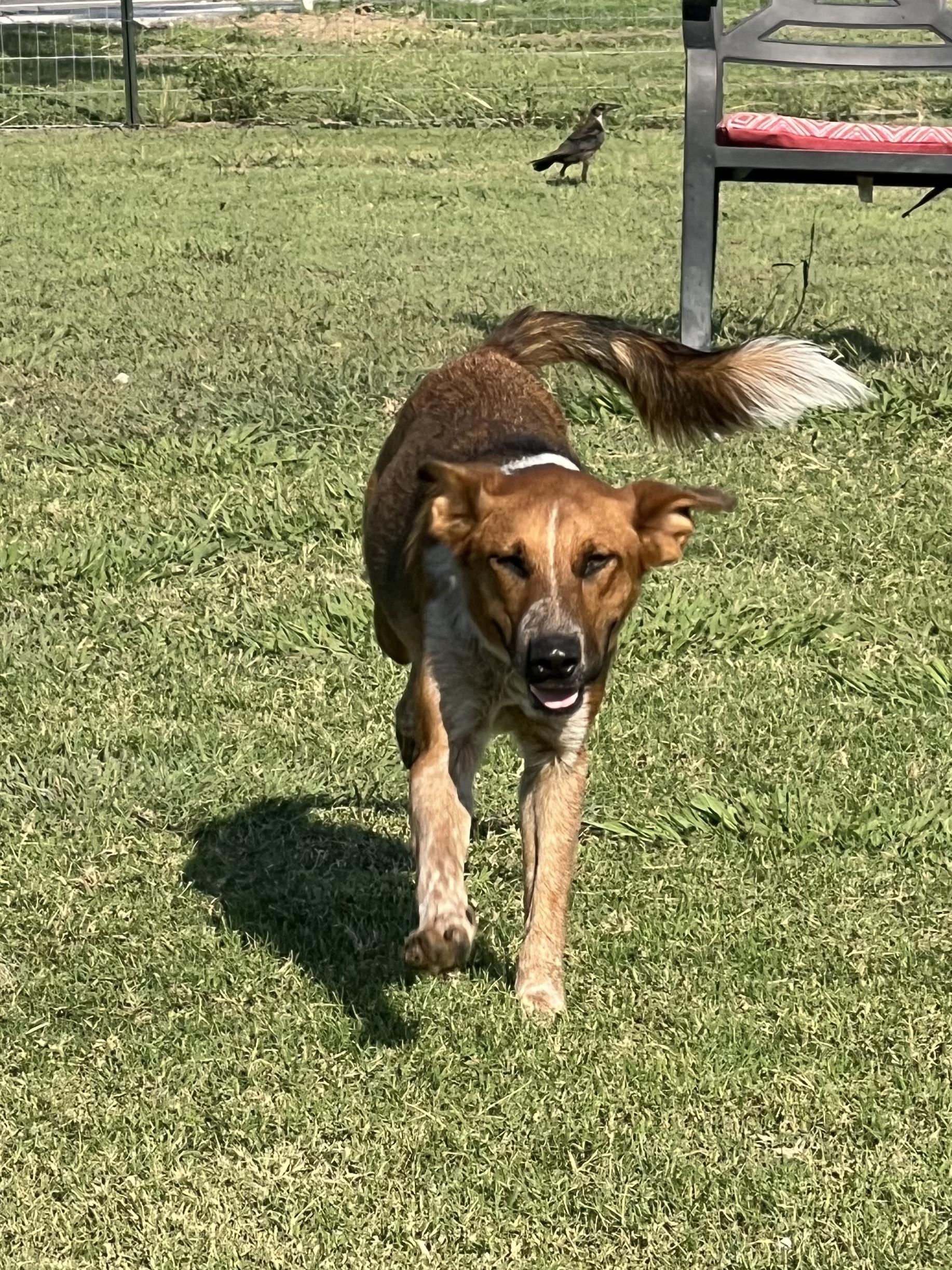 Enlarge Wrangler, a Adoptable mixed breed in Temple, TX image 3/4