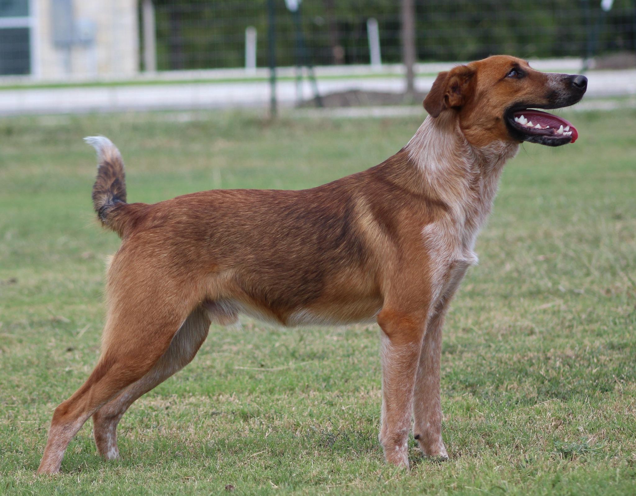 Enlarge Wrangler, a Adoptable mixed breed in Temple, TX image 2/4