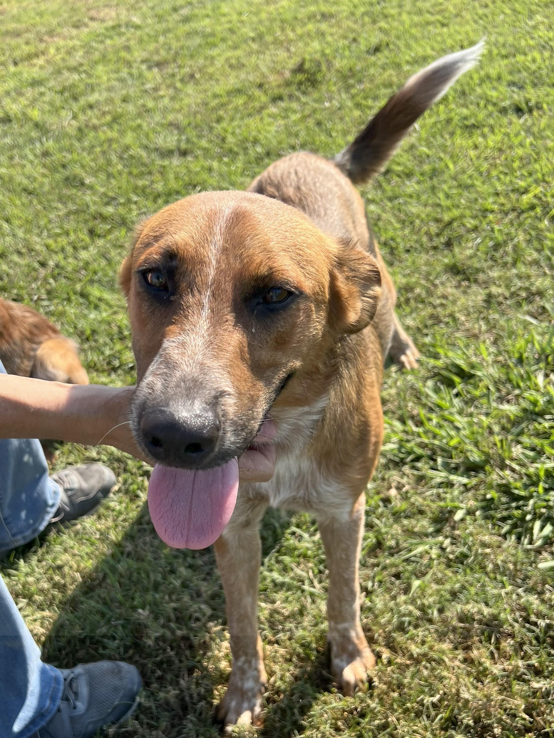 Enlarge Wrangler, a Adoptable mixed breed in Temple, TX image 4/4