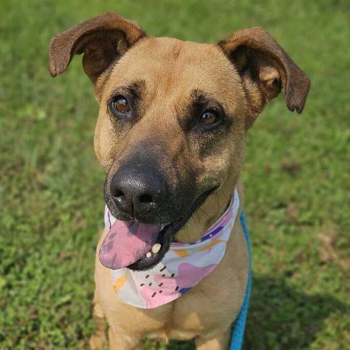 Circe, Adoptable, Adult Female Mixed Breed.