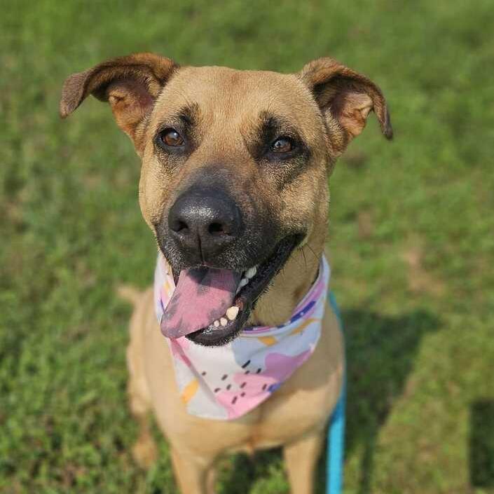 Enlarge Circe, a Adoptable Mixed Breed in Davenport, IA image 2/4
