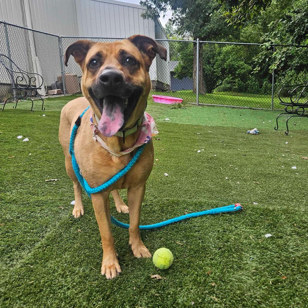 Enlarge Circe, a Adoptable Mixed Breed in Davenport, IA image 3/4