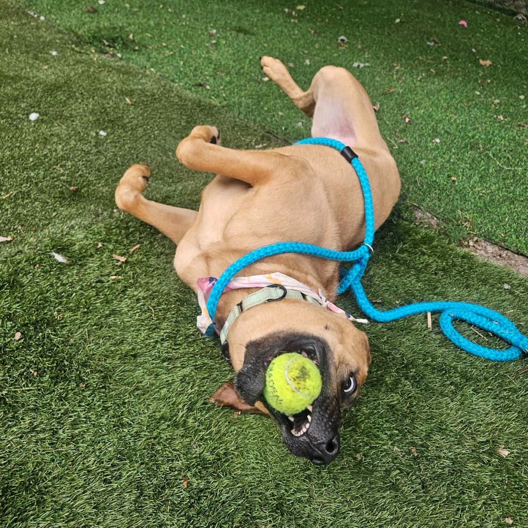 Enlarge Circe, a Adoptable Mixed Breed in Davenport, IA image 4/4