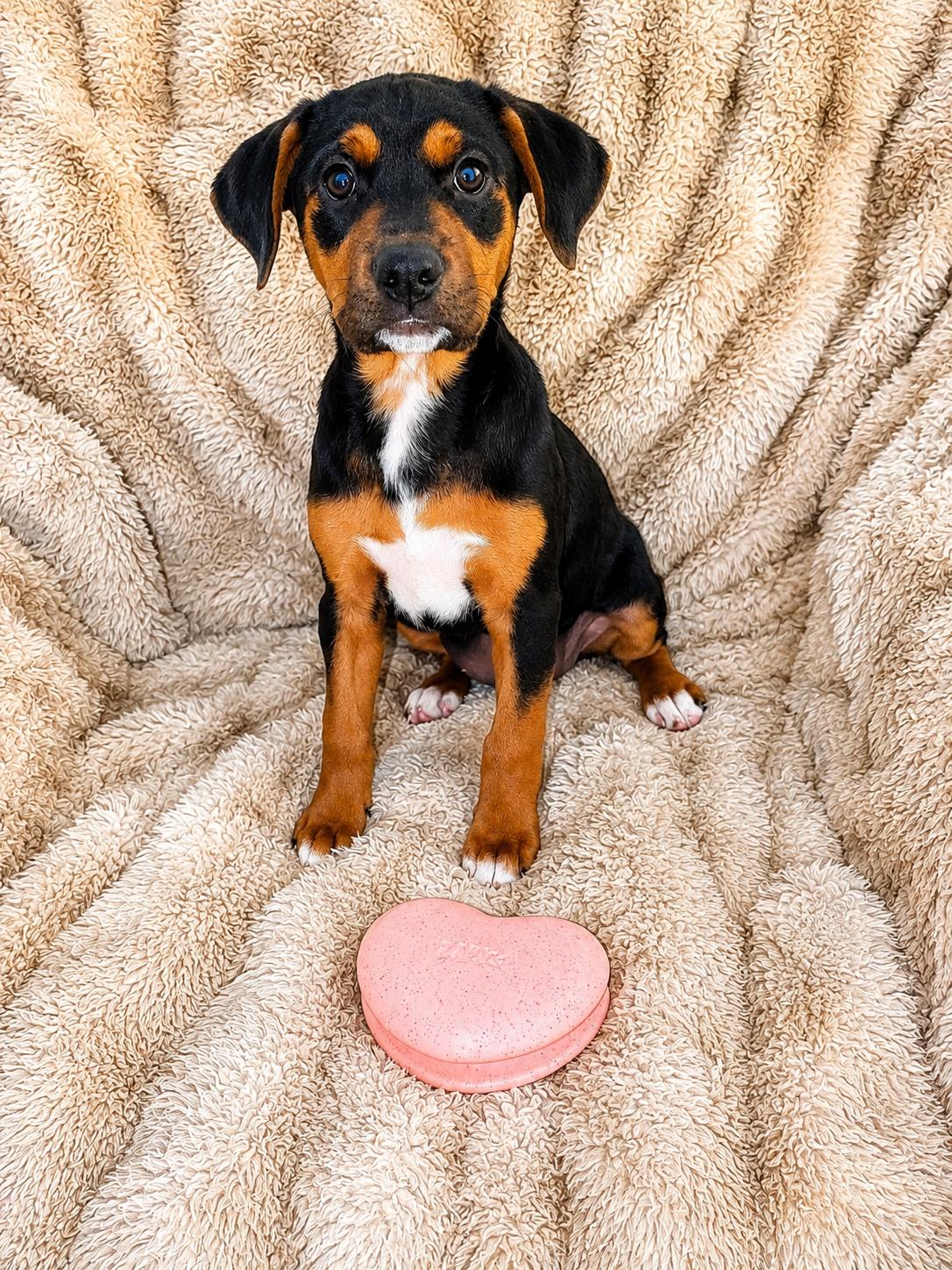 Marilyn Monroe, ADOPTABLE, Puppy Female Mixed Breed.