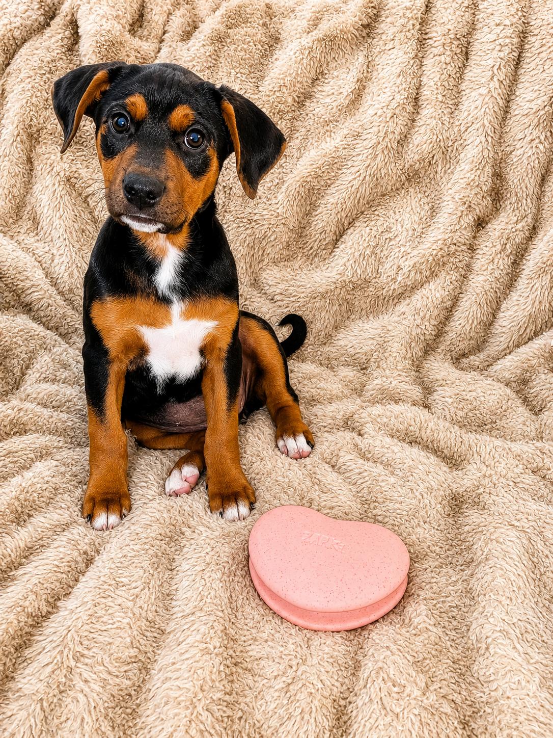 Marilyn Monroe, a ADOPTABLE Mixed Breed in Kenosha, WI image 2/2