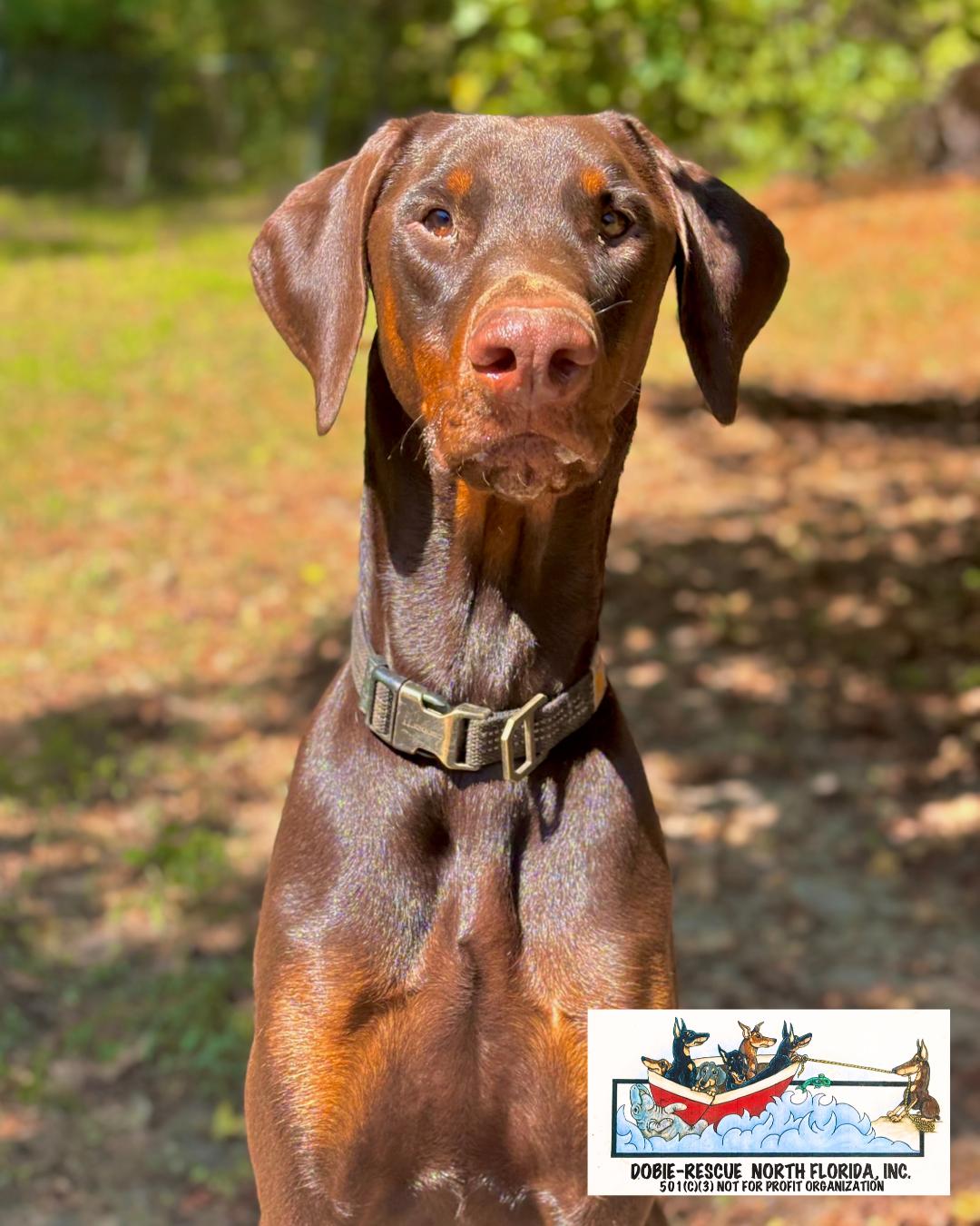 Rusty, a Adoptable Doberman Pinscher in Lloyd, FL image 1/3