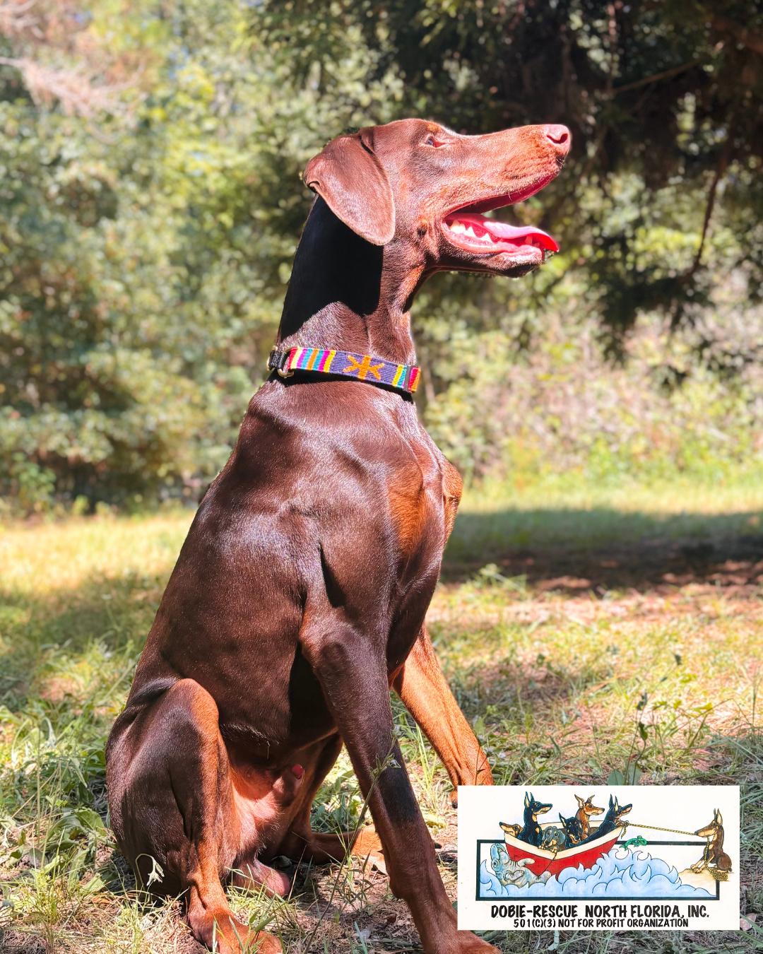 Rusty, a Adoptable Doberman Pinscher in Lloyd, FL image 2/3