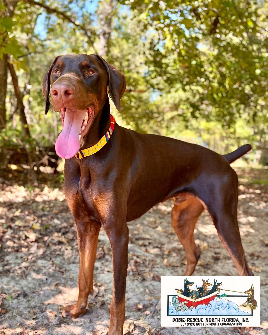 Rusty, a Adoptable Doberman Pinscher in Lloyd, FL image 3/3
