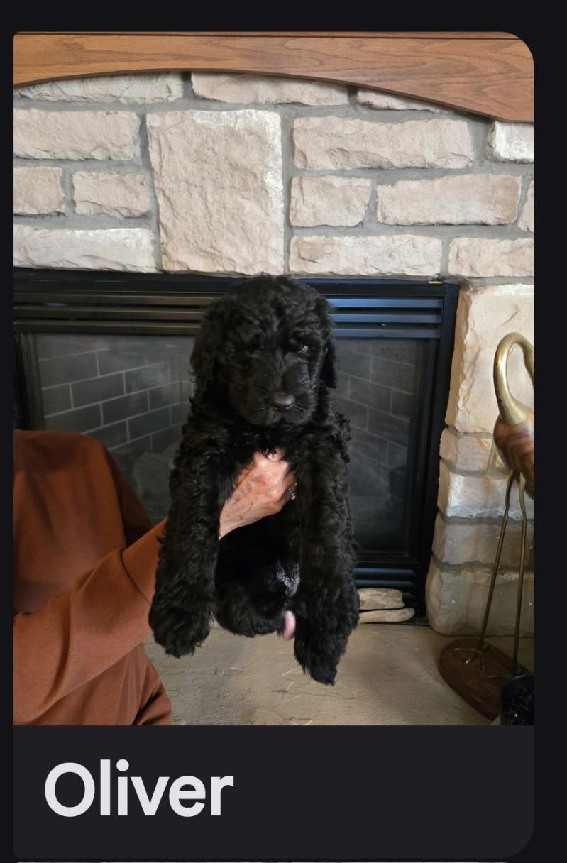 Oliver, Adoptable, Puppy Male Goldendoodle.
