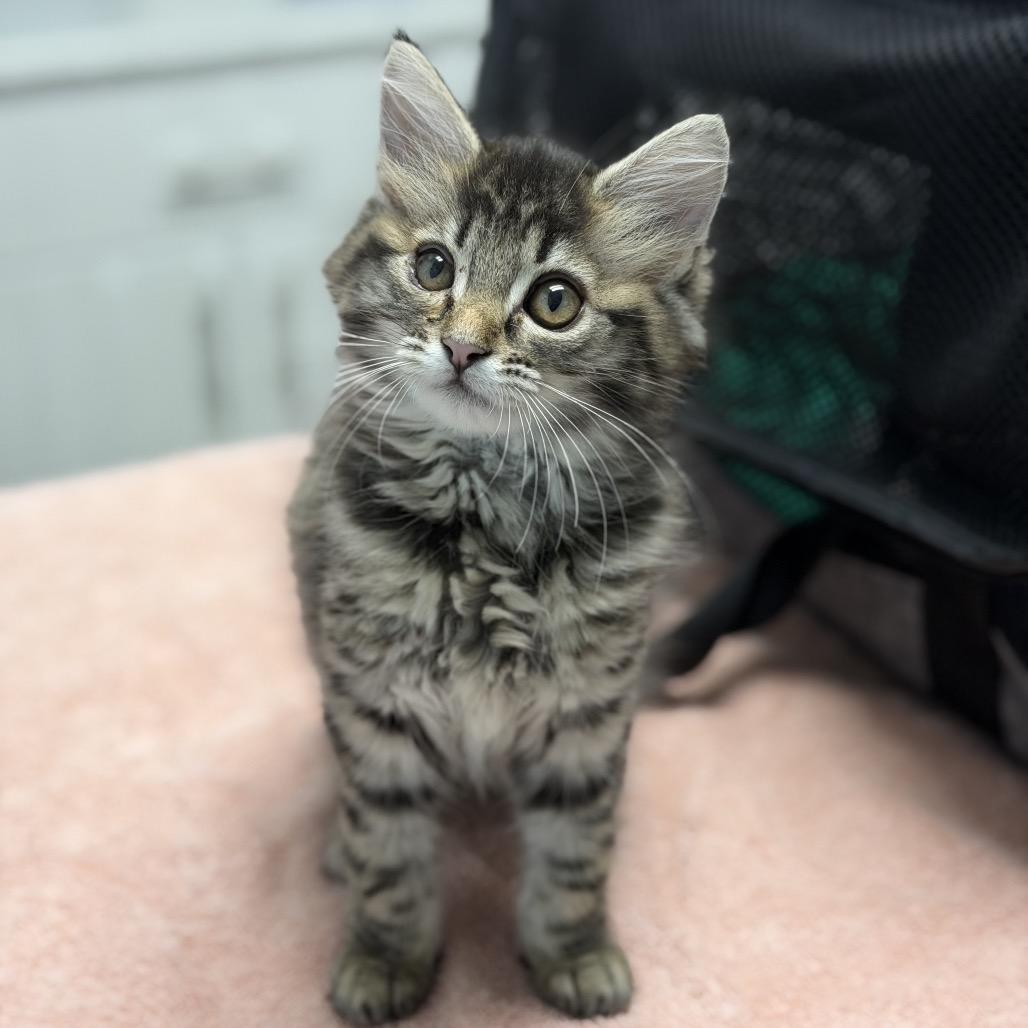 Enlarge Hehe, a Adoptable Domestic Medium Hair in Riverside, CA image 1/1