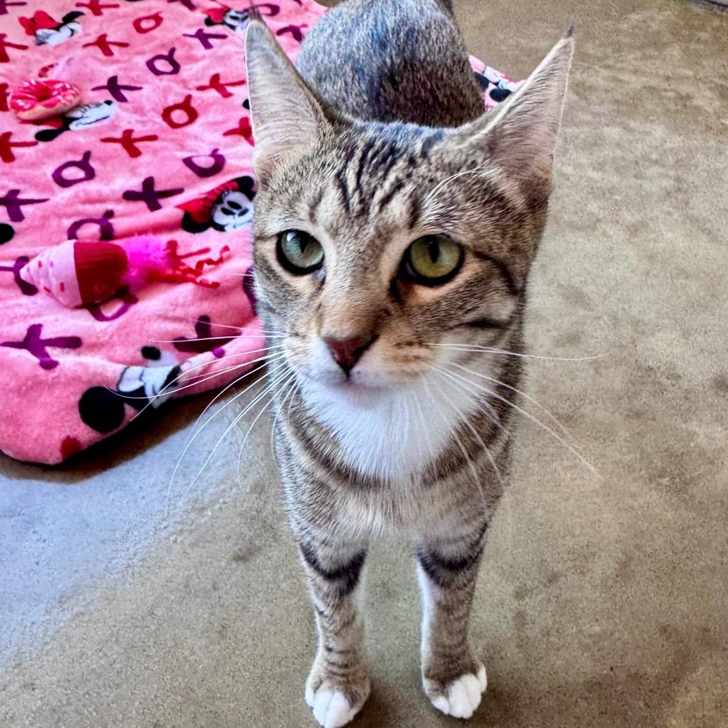 Pistachio, Adoptable, Young Male Domestic Short Hair.