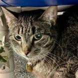 Enlarge Lilibet , a ADOPTABLE Domestic Short Hair in Lansing, MI image 1/1