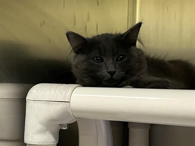 HAZEL, Adoptable, Kitten Female Domestic Long Hair.