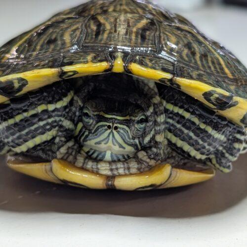 Link, Adult Male unknown