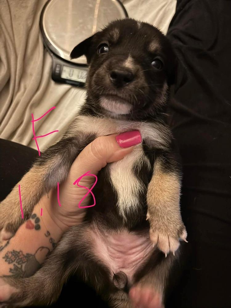 One Piece Litter  thumbnail 2