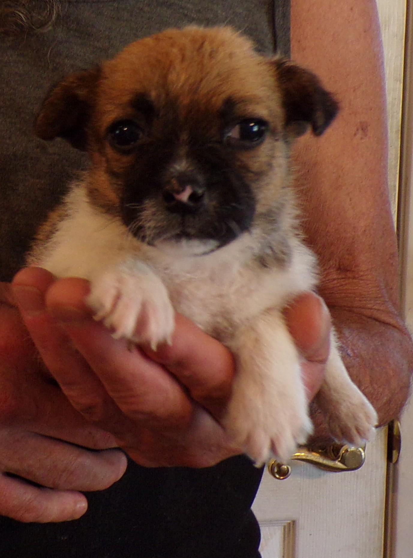 JADE, an adopted mixed breed in Corona, CA image 2/3
